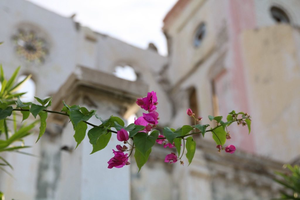 Port-au-Prince rubble with flower Haiti