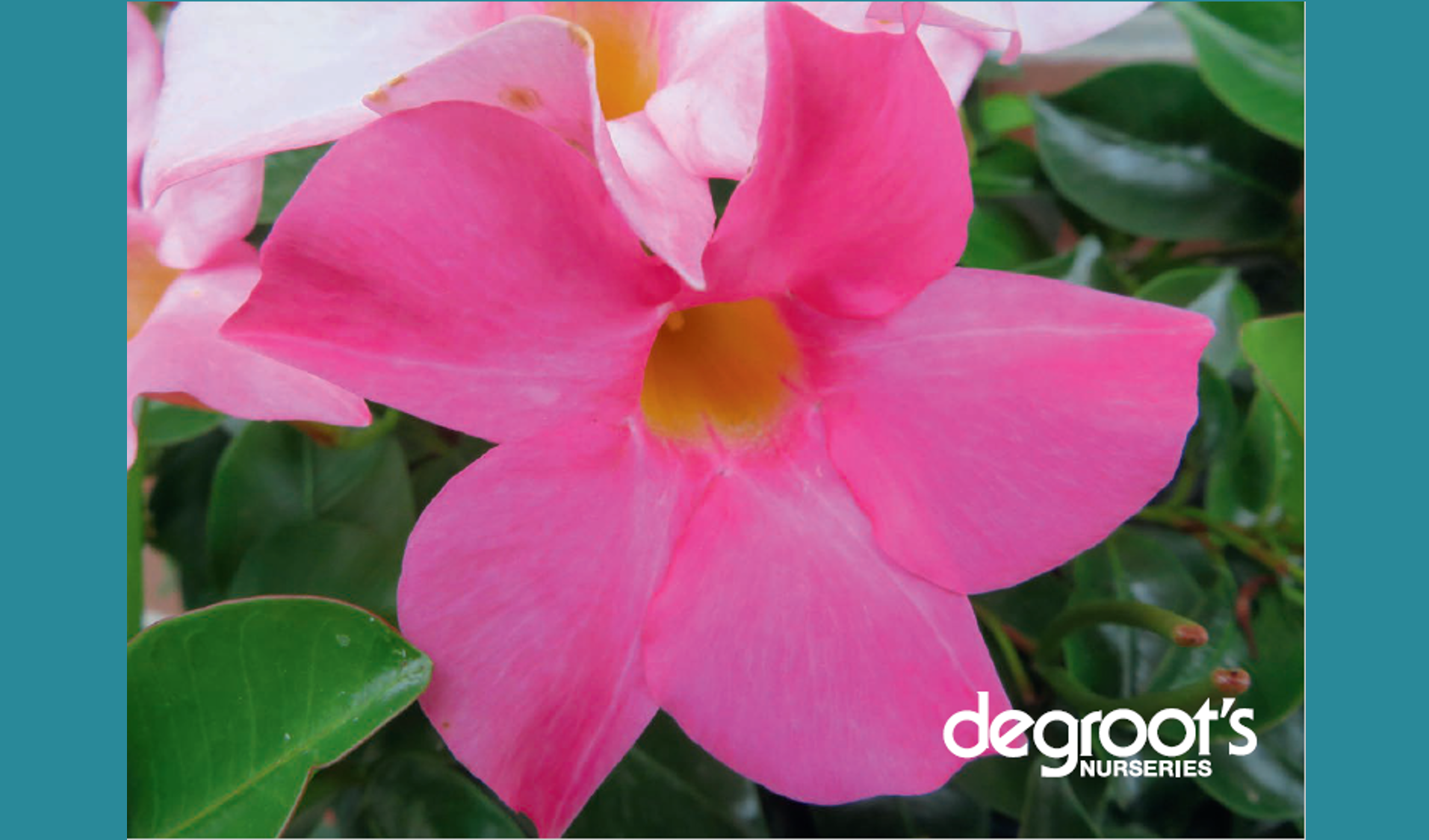 deg101 DeGroot's Rayjon plant sale dipladenia May 2021