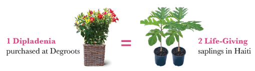 learn how 1 dipladenia = 2 life-giving saplings in Haiti photos of plants